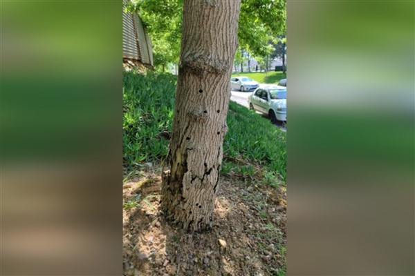 Kavacık’taki hasta ağaçlar alandan uzaklaştırılacak