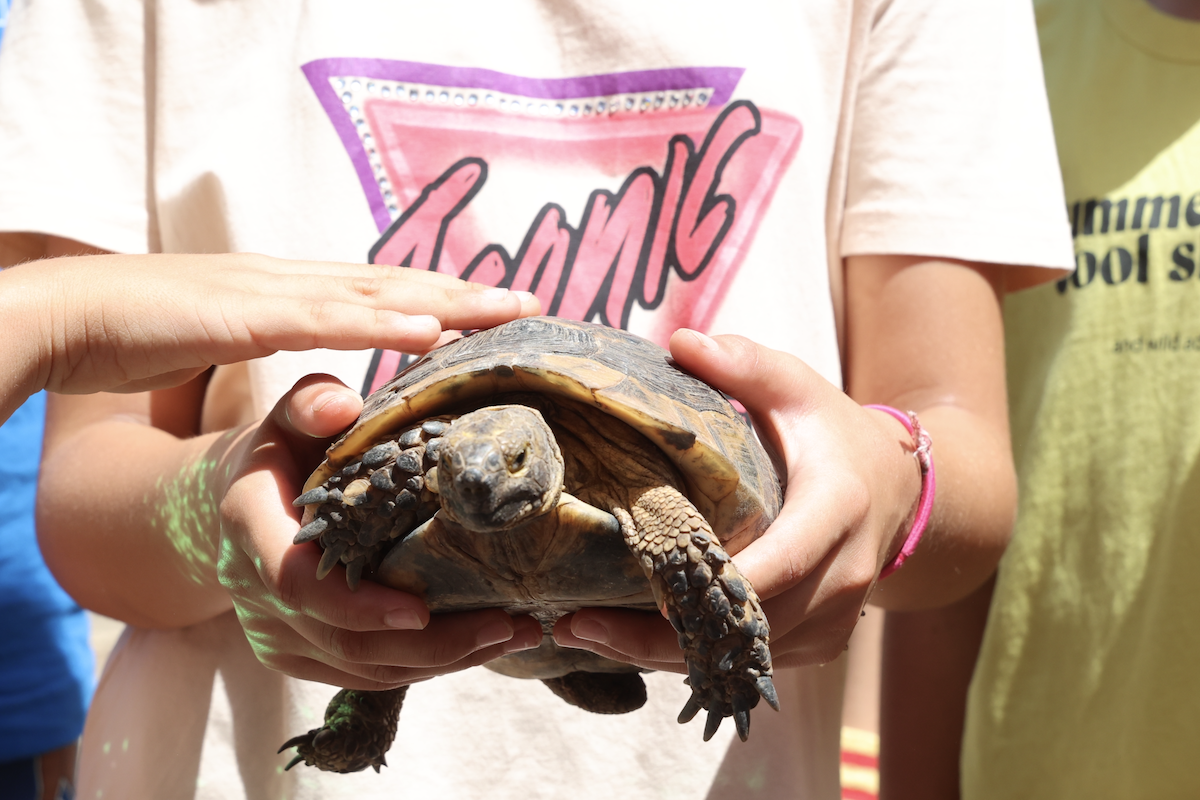 Büyükşehirden çocuklara kaplumbağa günü etkinliği