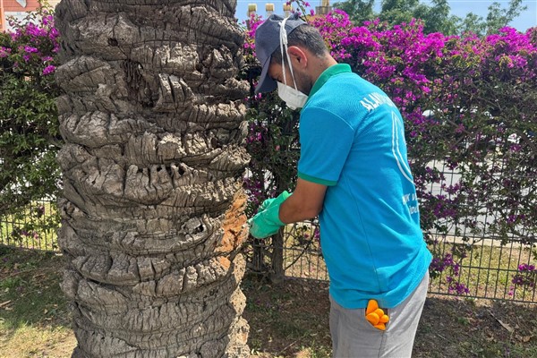 Alanya’da hurma ve palmiye ağaçlarına endoterapi uygulanıyor