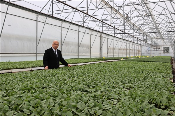 Büyükşehir, 5 yılda 4 milyon sebze fidesi dağıttı