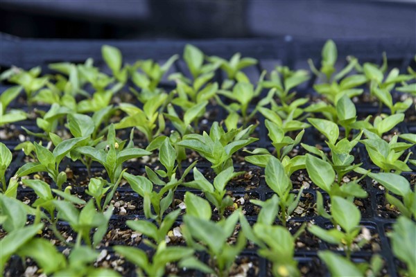 Ankara’da 9 bin üreticiye 10 milyon 500 bin sebze fidesi dağıtıldı