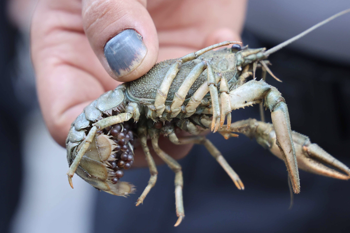 Antalya’da 300 kilogram kerevit ve 40 kilogram mavi yengeç ele geçirildi