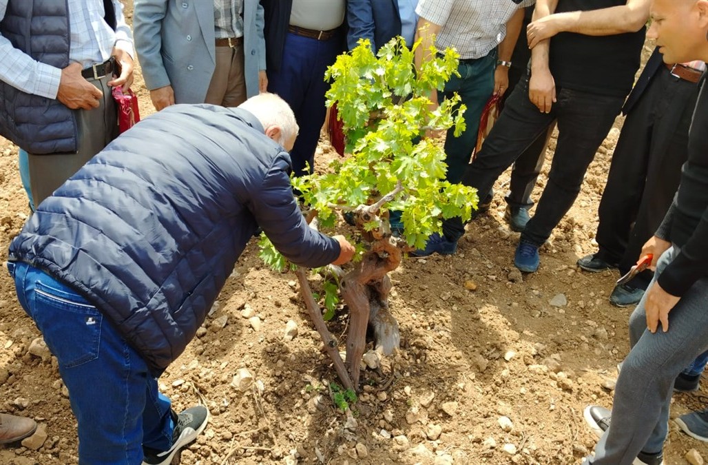 Gercüş’te Modern Bağcılık Eğitimi düzenlendi