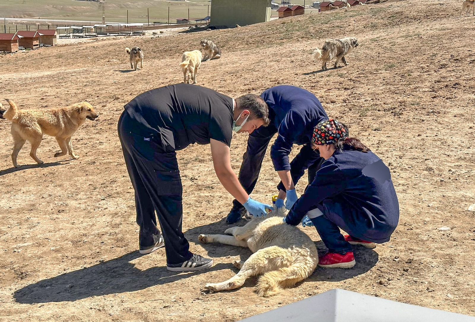 Doğal yaşam alanındaki hayvanlara sağlık taraması yapıldı