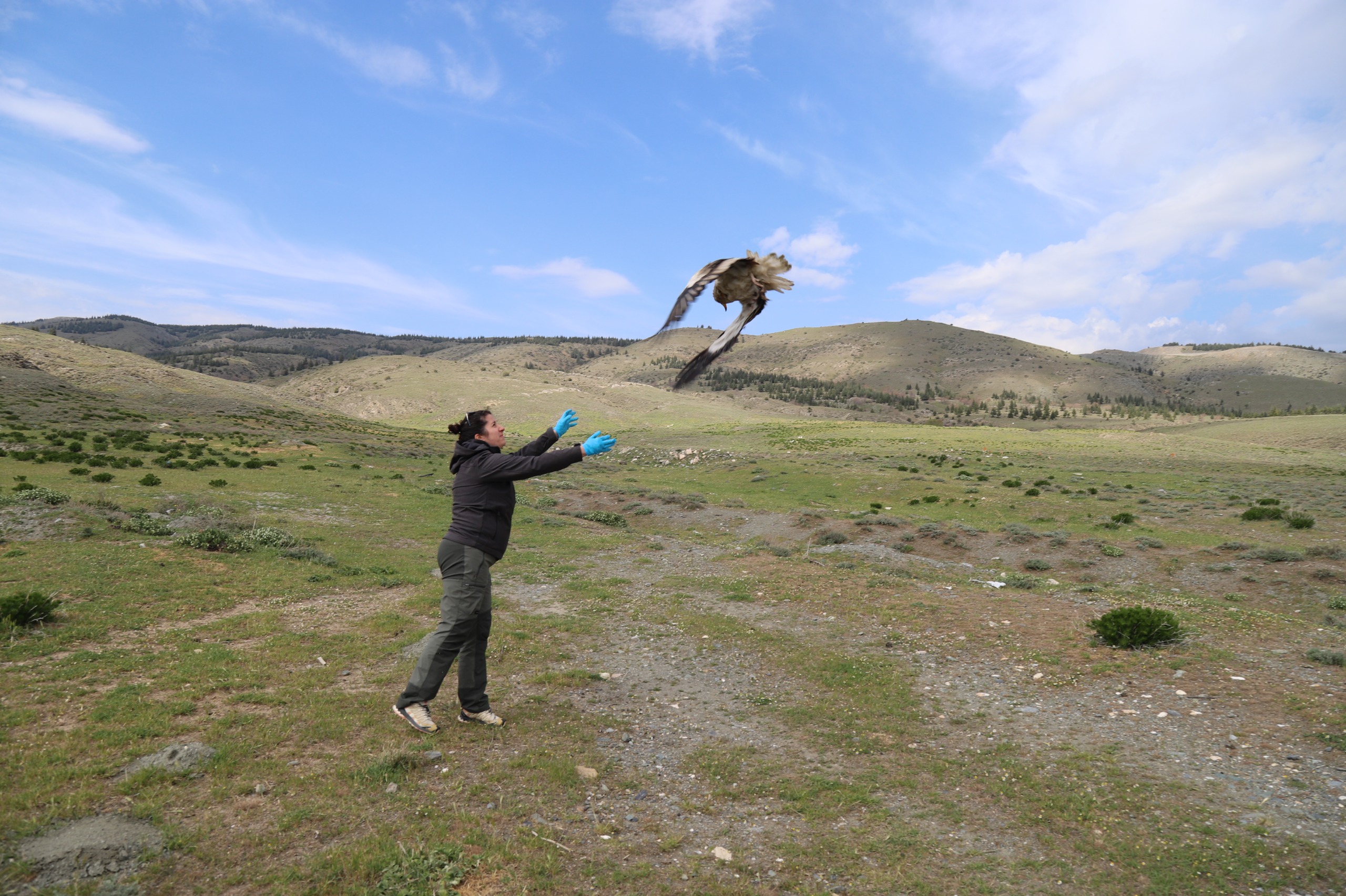 Eskişehir’de uydu vericisi takılan “Midas” isimli akbaba 1.100 gün sonra yeniden yakalandı