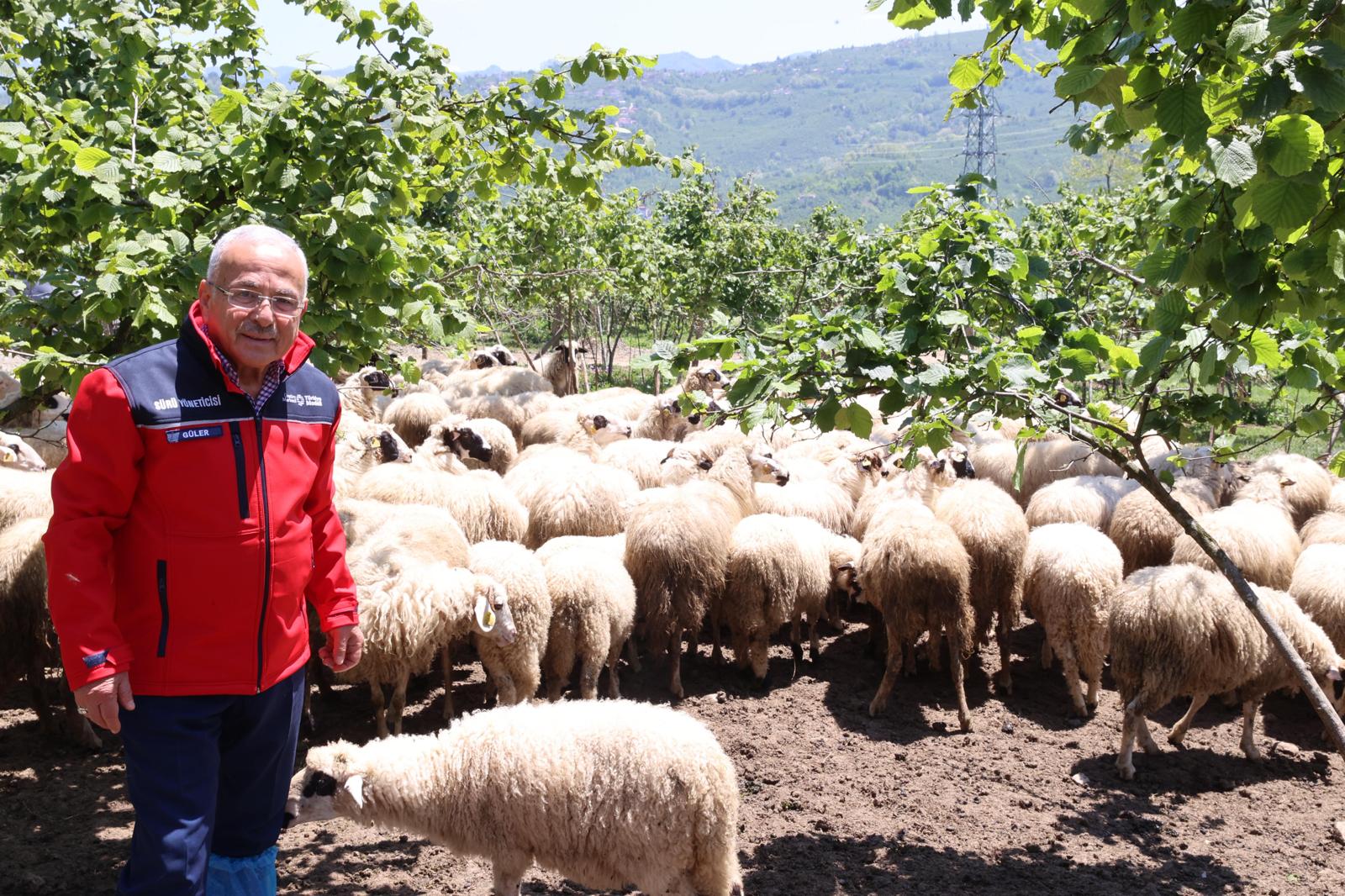Başkan Güler: Dağıtımını yaptığımız hayvanları kendimiz yetiştiriyoruz
