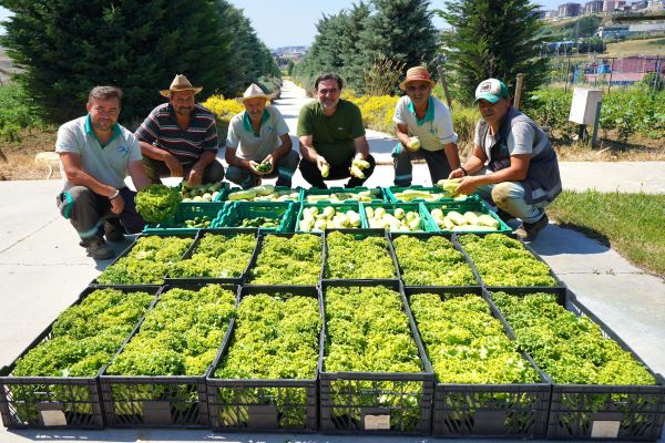 Beylikdüzü Yaşam Bahçesi’nde yaz hasadı yapıldı