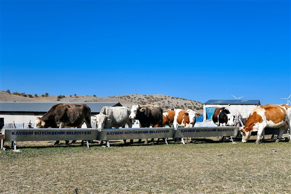 Kayseri Büyükşehir’den hayvancılığa destek başvurularında dijital hizmet