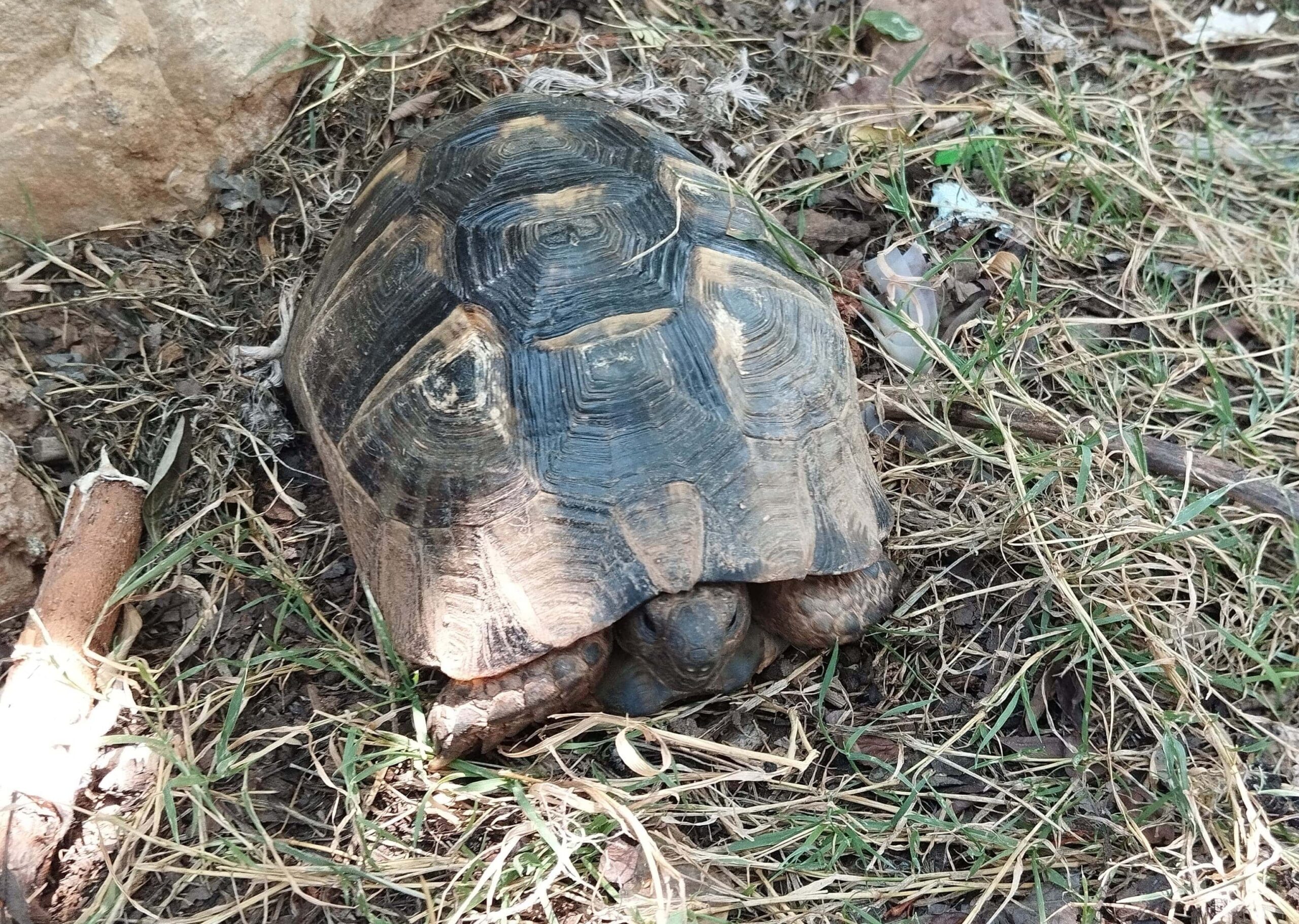 Marmaris Belediyesi’nden uyarı: Yere atılan çöpler, canlıların hayatını tehlikeye atabilir