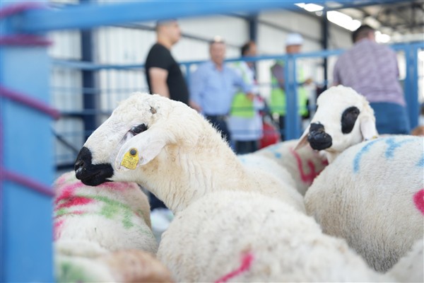 Büyükşehir Hayvan Pazarı’nda ilk kez kesim hizmeti sunuldu