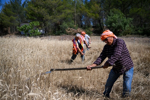 Bornova Belediyesi, buğday hasadına başladı