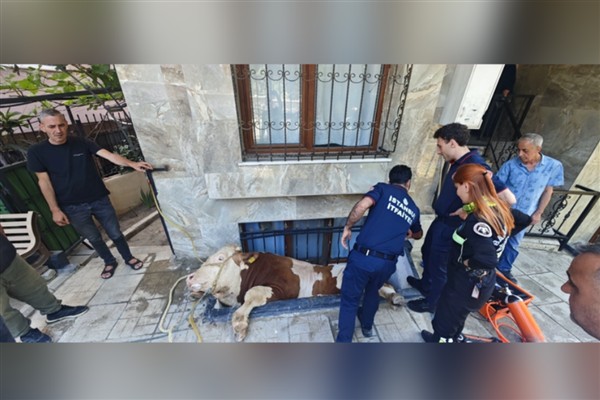 Bahçelievler’de boğa kurtarma operasyonu