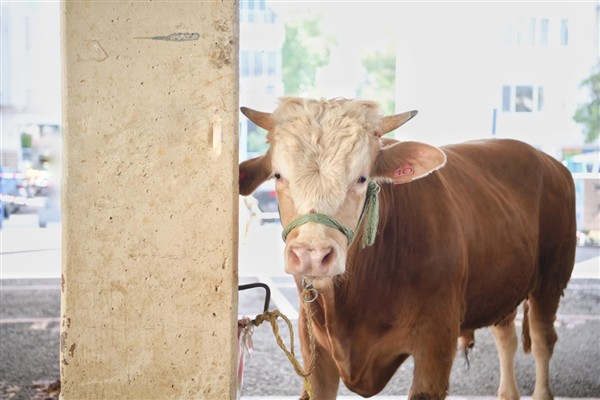 Konyaaltı Belediyesi’nden ücretsiz kurban kesim hizmeti