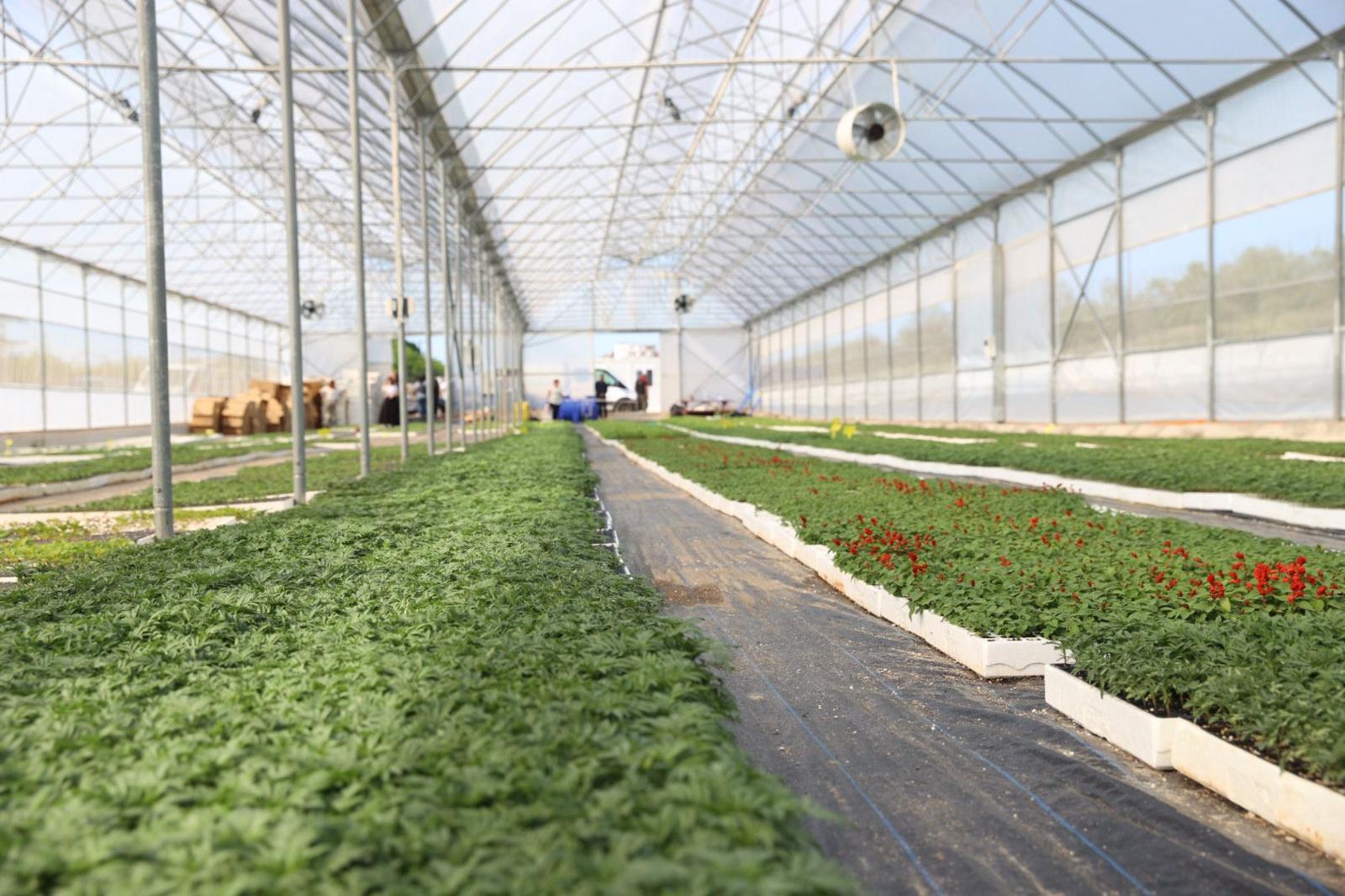 Ordu Büyükşehir Belediyesi, çiçek ve süs bitkileri üretim serası kurdu