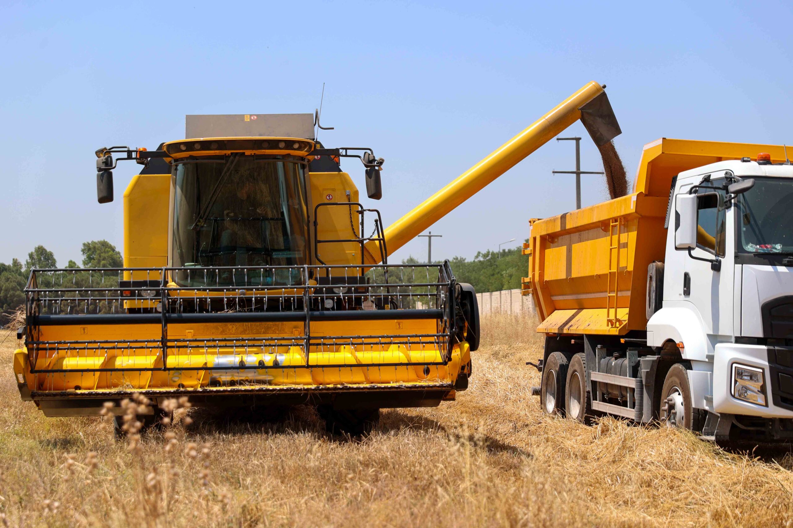 Buca’da ilk buğday hasadı