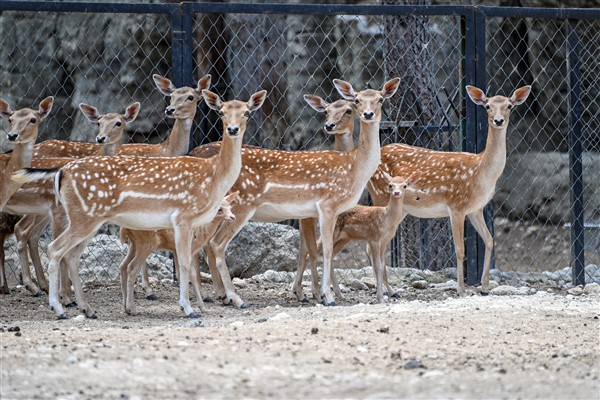 Tarsus Doğa Parkı’da yeni yavrular dünyaya geldi