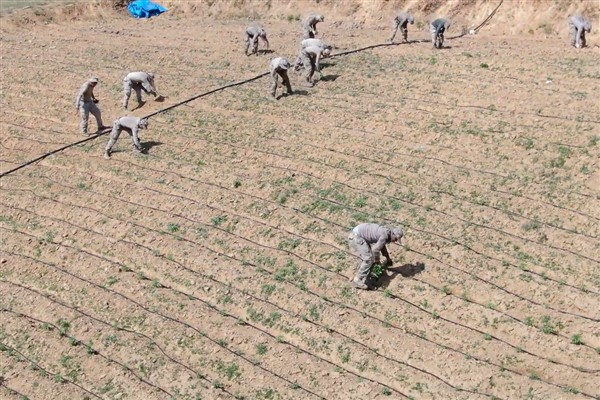 Diyarbakır’da 319 ton hint keneviri imha edildi