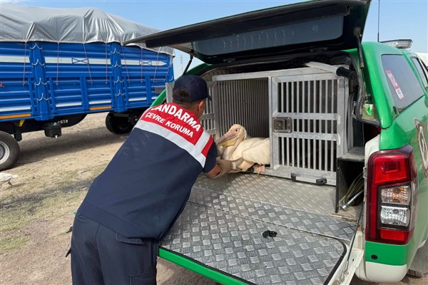 Karaman’da Tepeli Pelikan Kuşu tedavi edildi