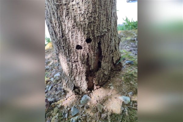 İBB’den kanserli ağaçlara budama