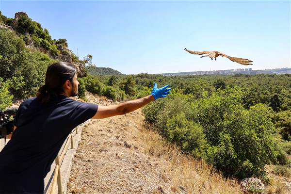 Antalya’da Doğal Yaşam Parkı’nda bakılan kerkenez yavruları doğaya bırakıldı