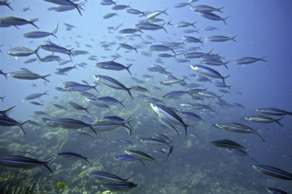 TÜİK- Su ürünleri üretimi 2024 yılında yüzde 7,6 azaldı