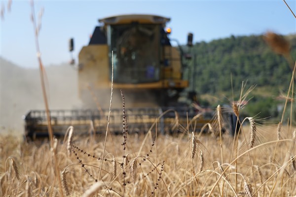 Milas’ta karakılçık buğdaylarının hasadı yapıldı