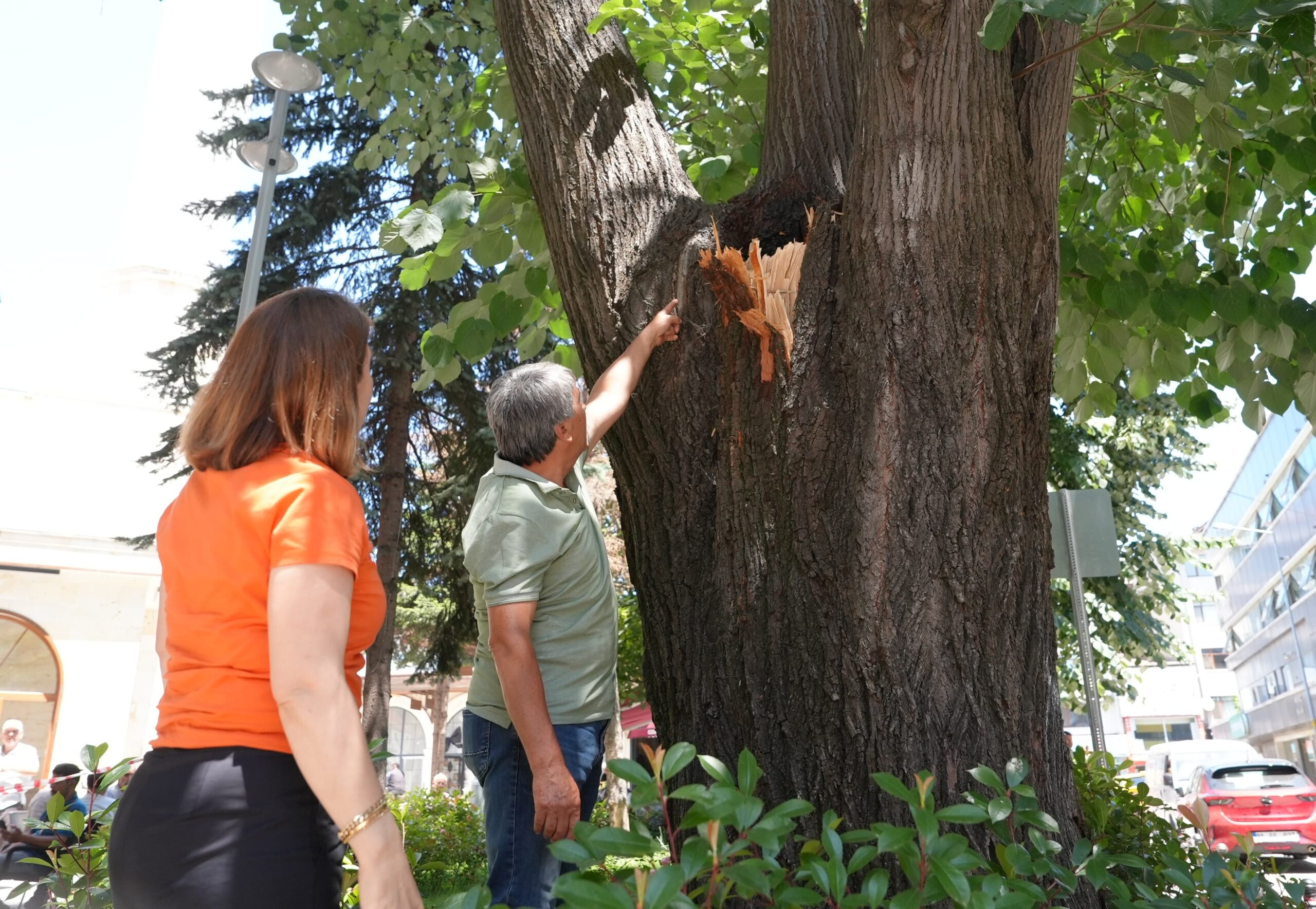 Cedidiye Meydanı’nda tehlikeli bulunan ağaç için kesme kararı alındı