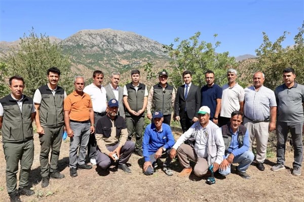 Bingöl’de Menengiç ağaçları ekonomiye kazandırılıyor