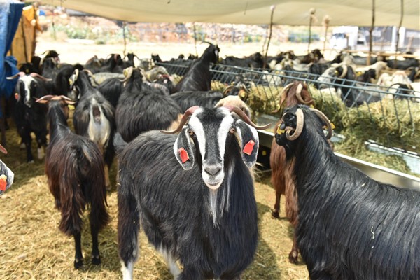 Kepez’de Kurban Bayramı hazırlıkları tamamlandı