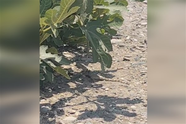 Bozova’da dev çöl varanı görüntülendi