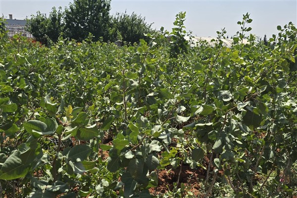 Giresun İl Tarım ve Orman Müdürlüğü, 5 dekar alanda antep fıstığı bahçesi tesis etti