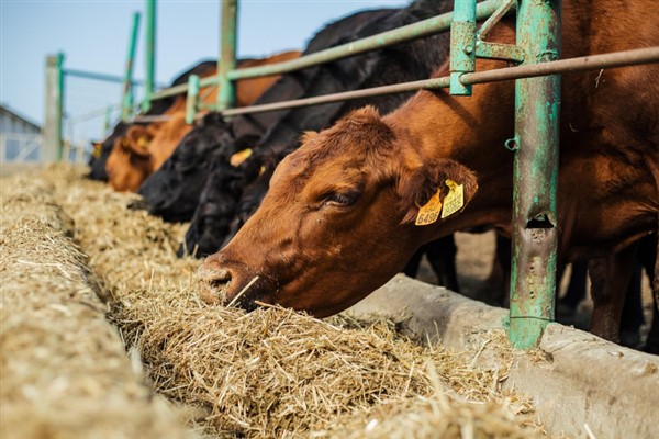 İstanbul Vakfı’nın Kurban Bağış Kampanyası devam ediyor