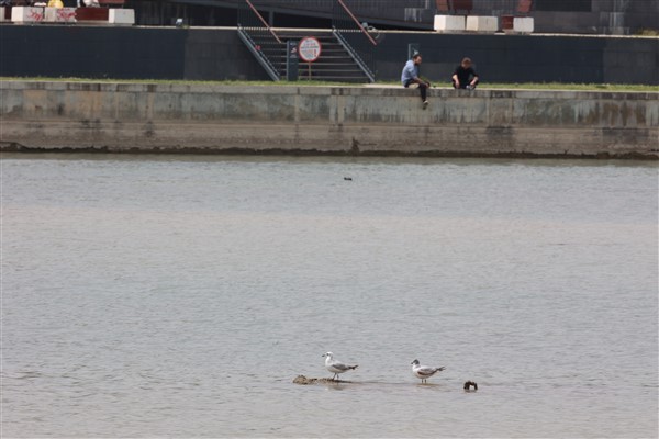 Boğaçayı’nda 220 kuş türü gözlemlendi