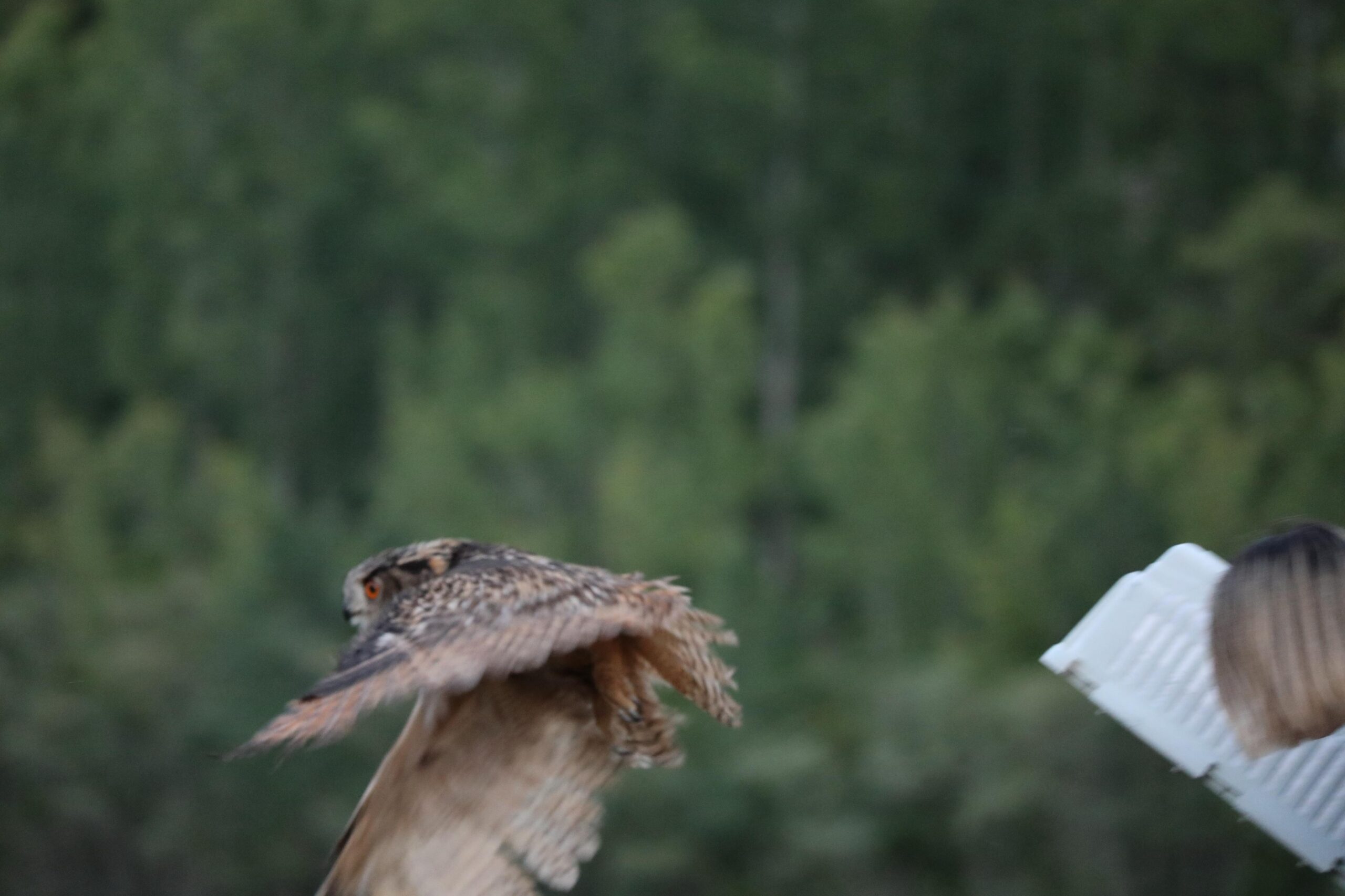 Samsun Büyükşehir Belediyesi, yaralı puhu kuşunu hayata döndürdü