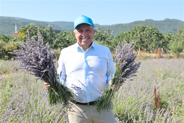 Nilüfer’de lavanta hasadı başladı