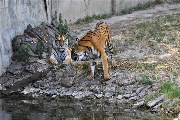 İzmir Doğal Yaşam Parkı bayramda ziyaretçileri bekliyor