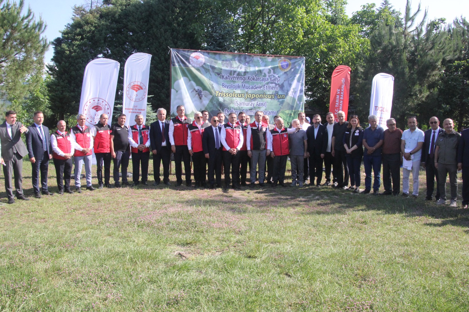 Kahverengi kokarca ile mücadele kapsamında doğaya samuray arısı salınımı yapıldı