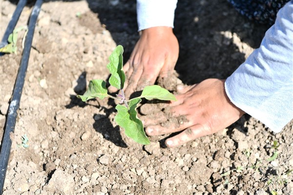 Mamak Belediyesi mevsimin ilk ekimini gerçekleştirdi