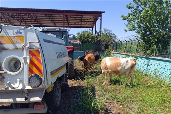 Kayapınar Belediyesi zabıtasından hayvan sahiplerine para cezası
