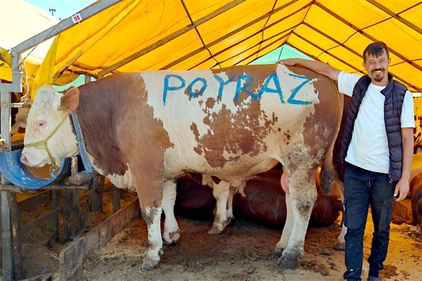 Bahçelievler’de 1 ton 250 kiloluk dev kurbanlık “Poyraz” satıldı