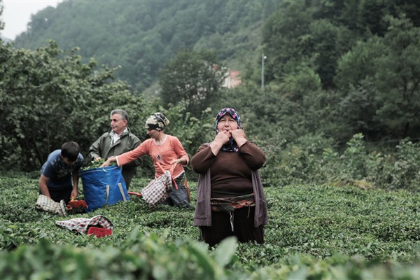 Giresun’da Islık Dili Koruma Eylem Planı Revizyonu Çalıştayı düzenleniyor