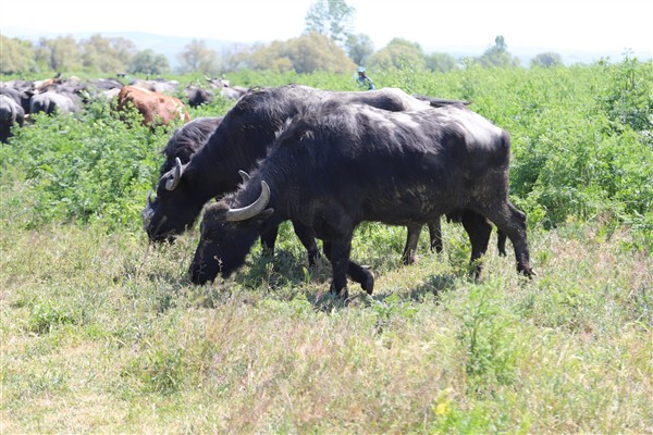Ünlüce: Kalkınmanın yolu yerel üreticimizin yanında olmaktan geçiyor