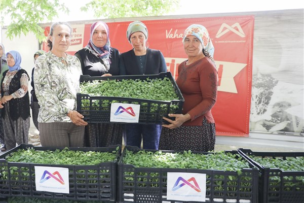 Mersin Büyükşehir Belediyesi, Mersin genelinde 187 bin 200 adet domates fidesi dağıttı