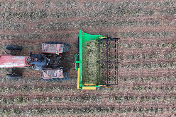 Konya’da kekik üretimi için 861 bin fide dağıtıldı