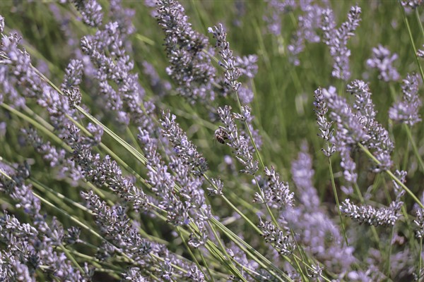 Durhasan Lavanta Bahçesi’nde lavanta hasadı yapıldı