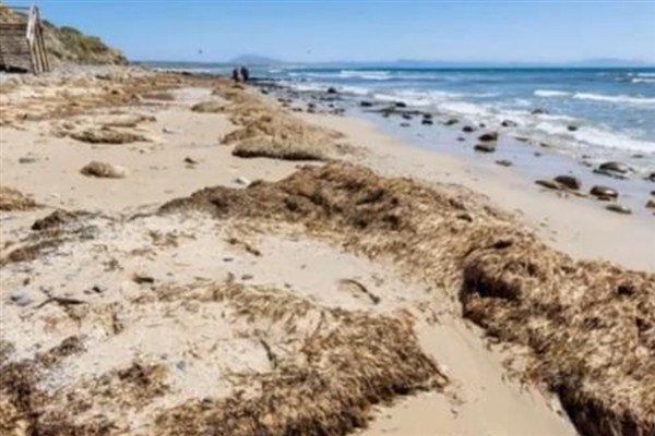 Binlerce ton istilacı deniz yosunu İspanyol sahillerini “boğdu”