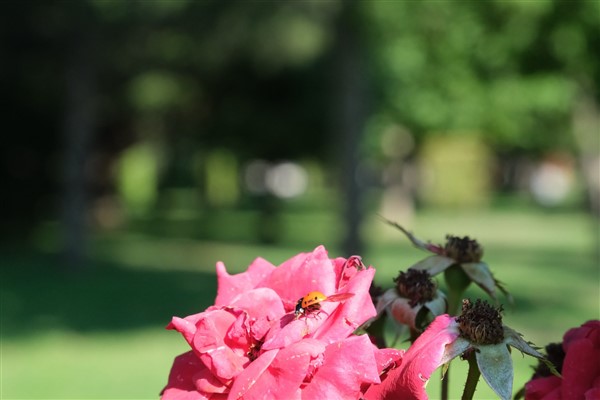 Çorum Belediyesi’nden yaprak bitine karşı biyolojik mücadele
