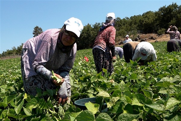 Balıkesir Büyükşehir Belediyesi’nin dağıttığı tohumlar toprakla buluştu