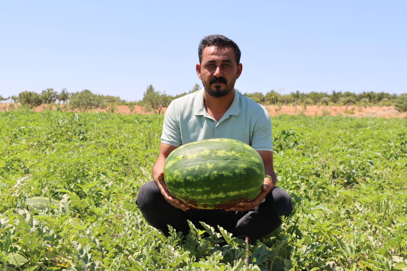 Şanlıurfa’nın Yaylak karpuzu yoğun ilgi görüyor