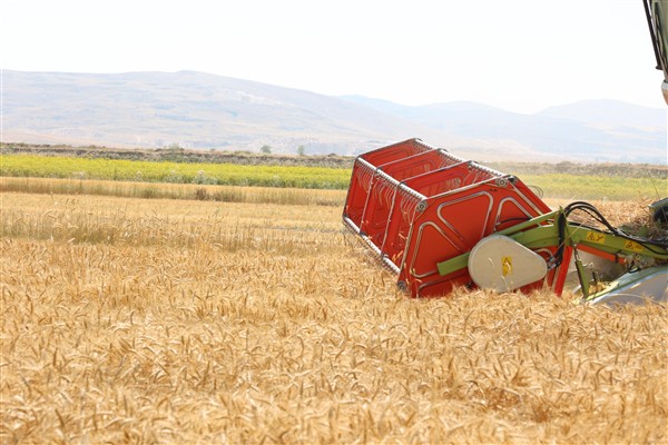 Yeşiloba Yaylası’nda buğday hasadı başladı